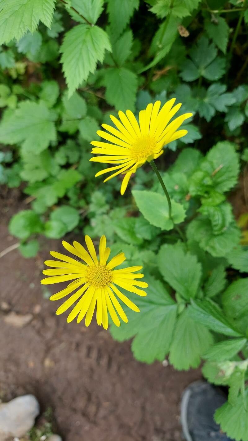 Doronicum carpaticum — related species from the same genus