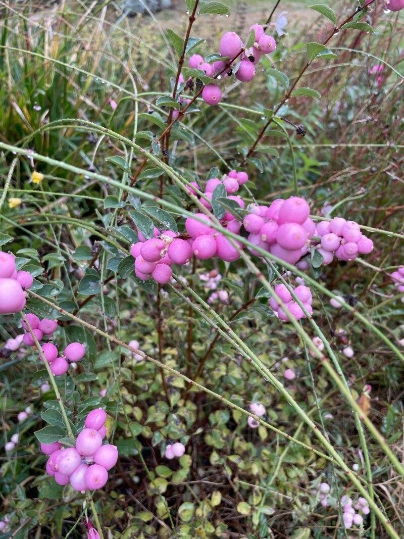 Symphoricarpos x doorenbosii flower