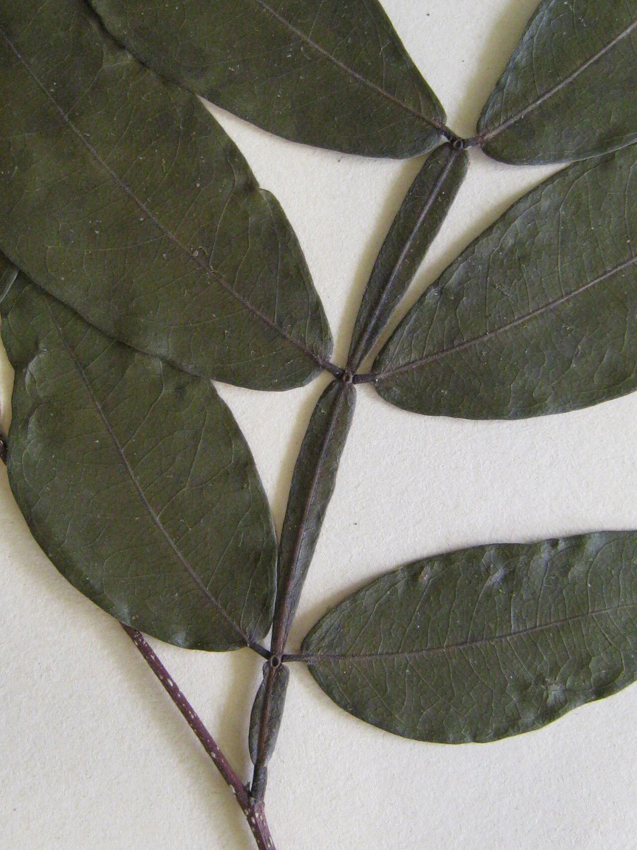 Inga brevipes — houseplant care guide