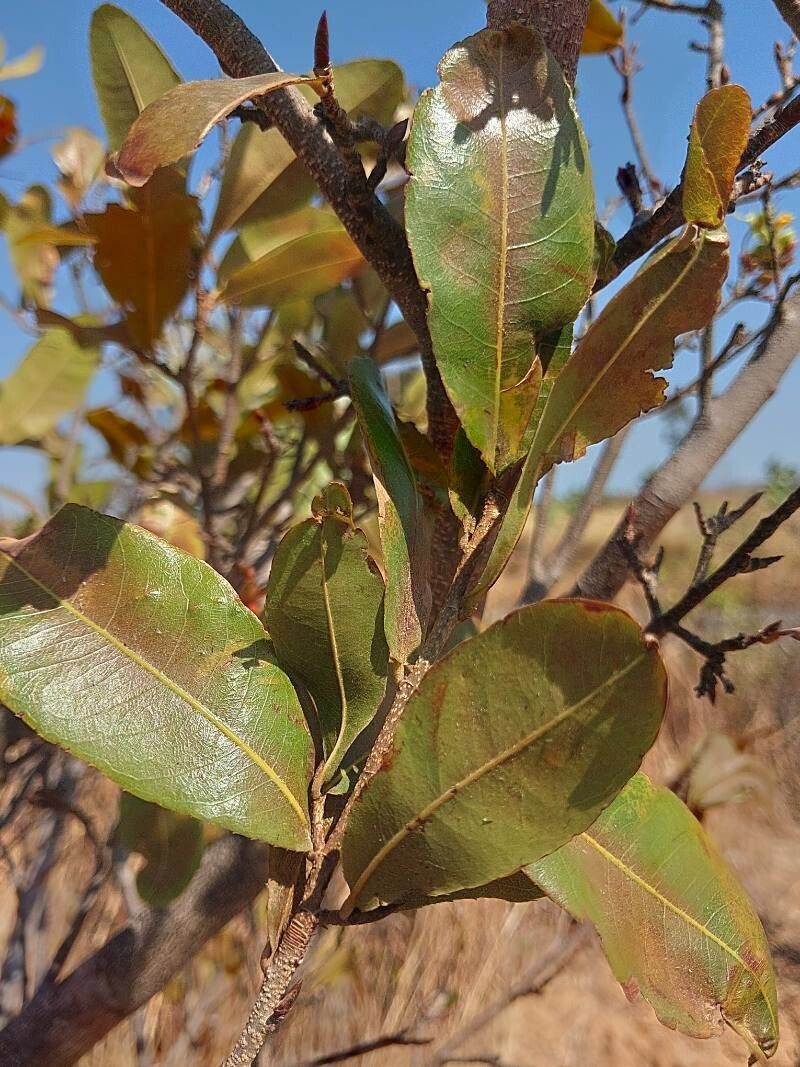 Acridocarpus excelsus — search result for 'Acridocarpus'