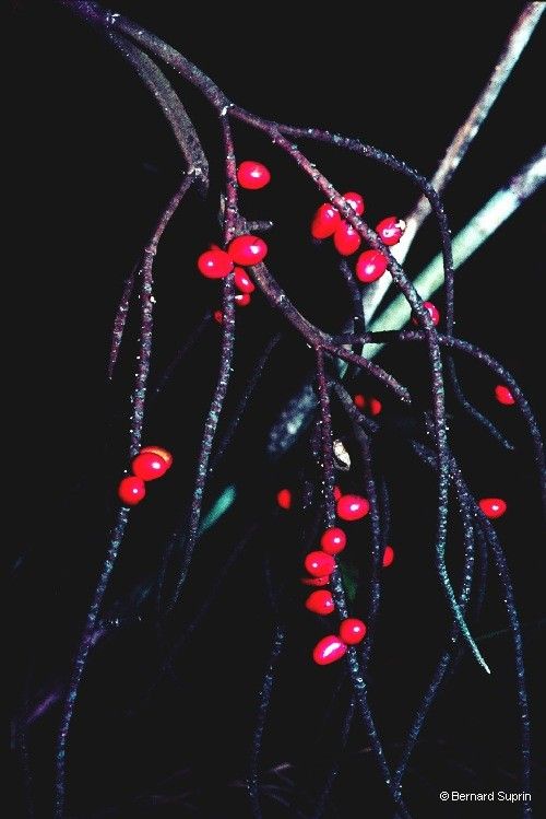 Clinosperma vaginata — related species from the same genus