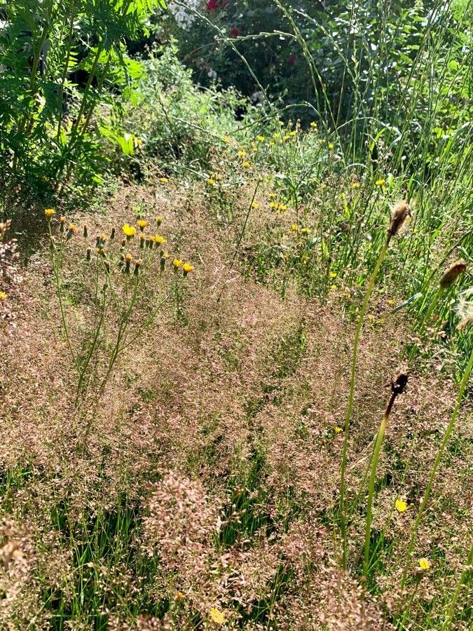 Aira multiculmis — related species from the same genus