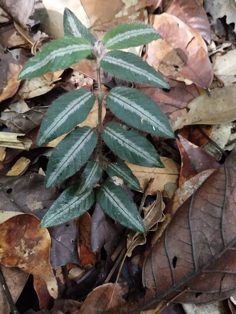 Palicourea debilis — houseplant care guide