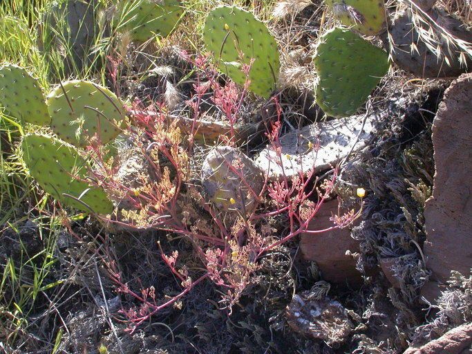 Eschscholzia ramosa habit