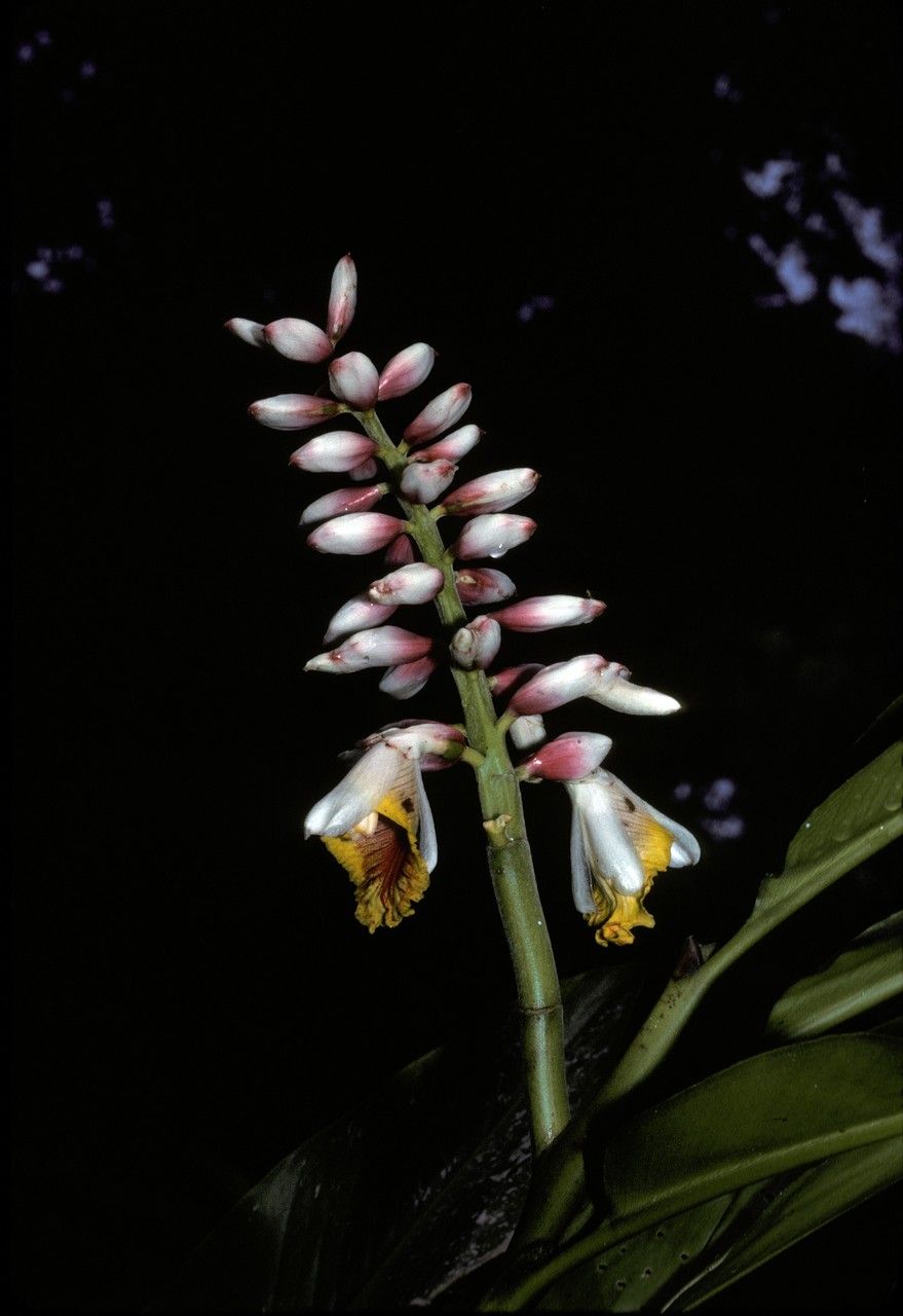 Alpinia latilabris — search result for 'Alpinia'