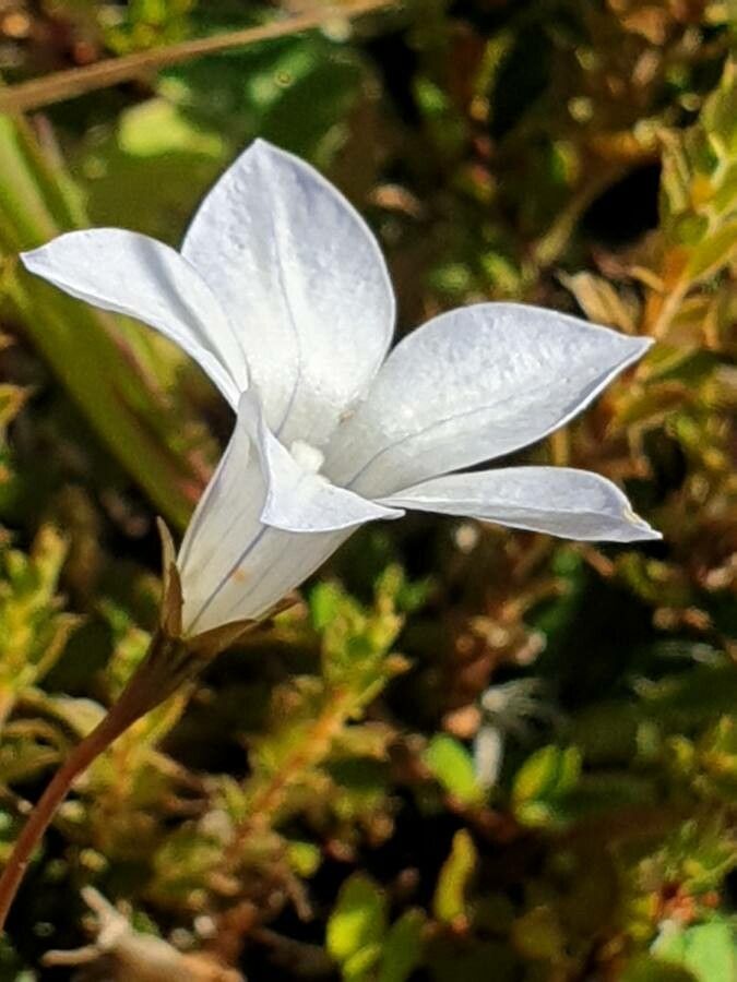 Wahlenbergia procumbens — houseplant care guide