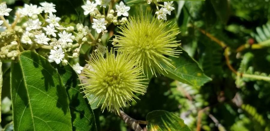 Commersonia tahitensis fruit