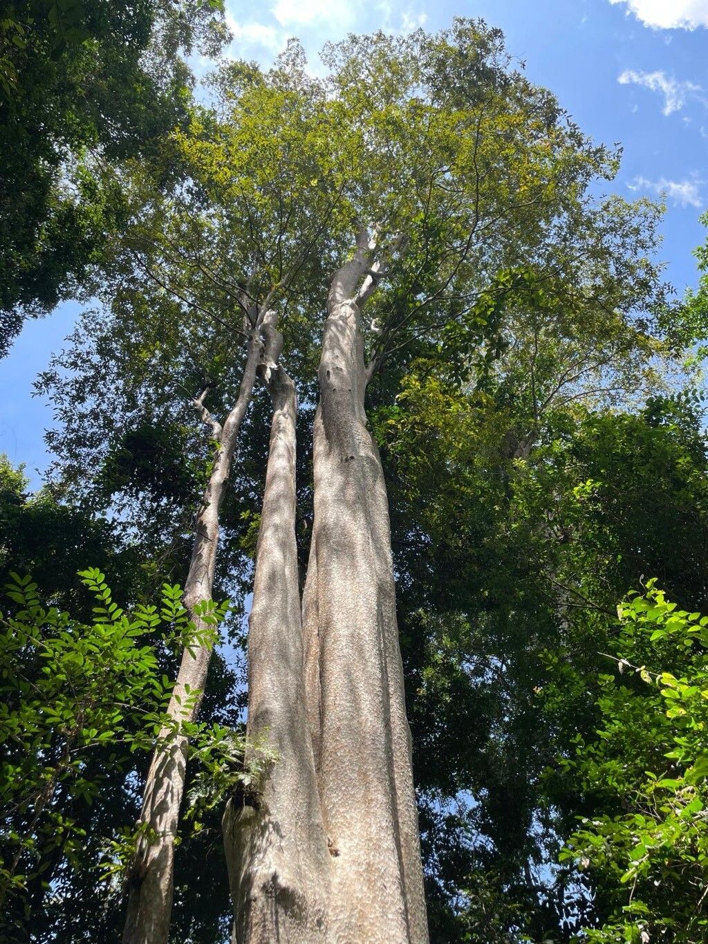 Lagerstroemia calyculata