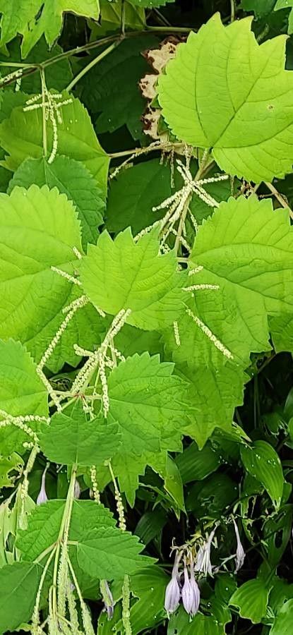 Boehmeria platanifolia — search result for 'Boehmeria'