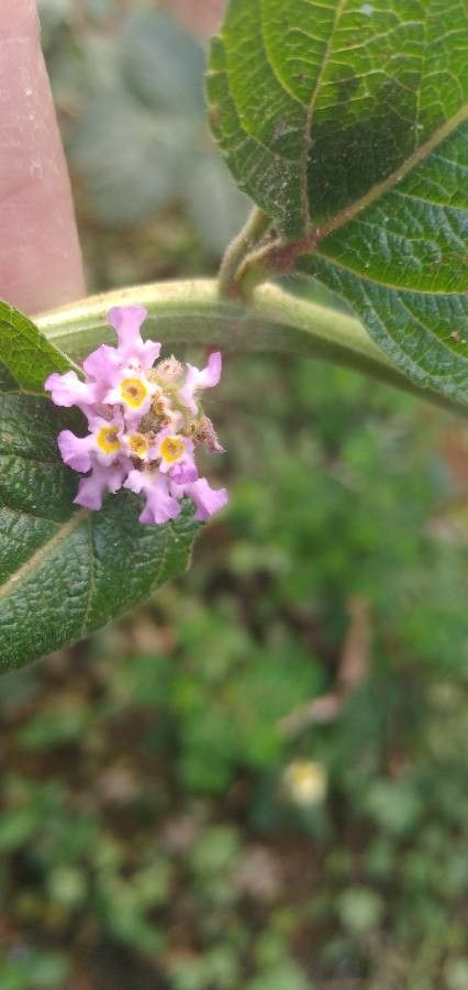 Lippia alba flower