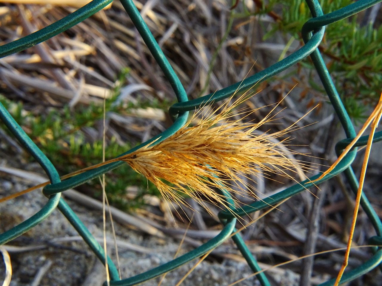 Bromus madritensis fruit
