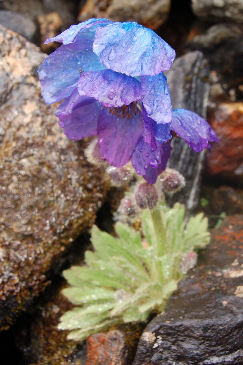Meconopsis bhutanica habit