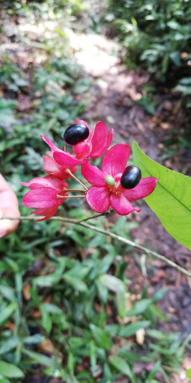 Ochna membranacea fruit