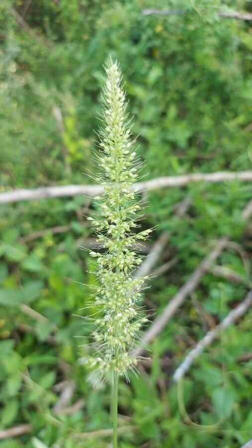 Setaria vulpiseta flower