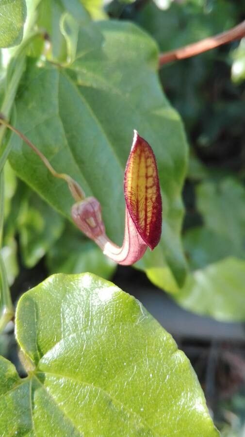 Aristolochia altissima flower