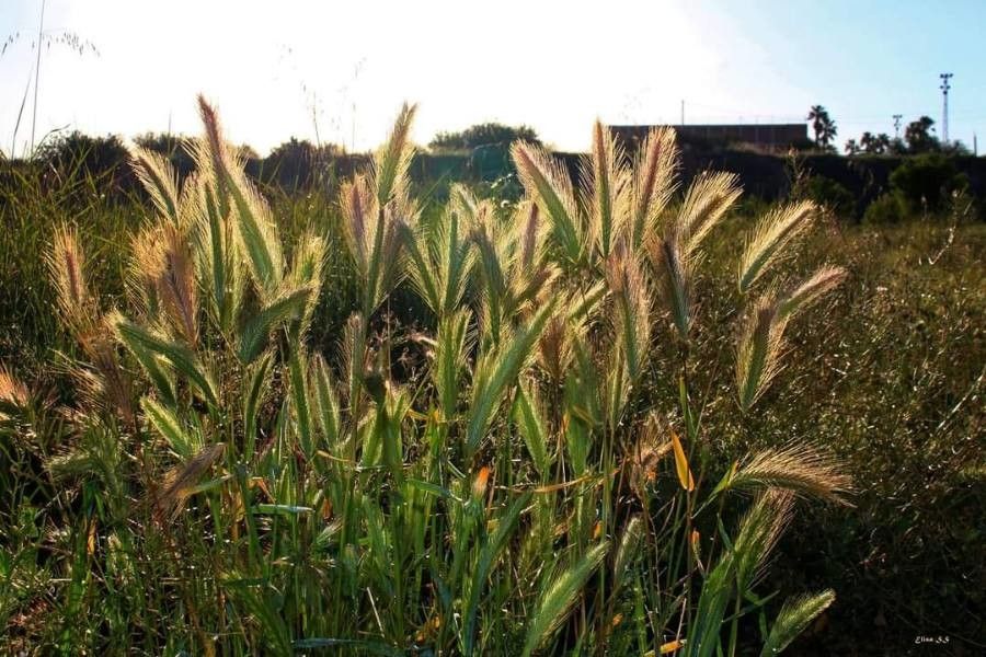 Crithopsis delileana flower