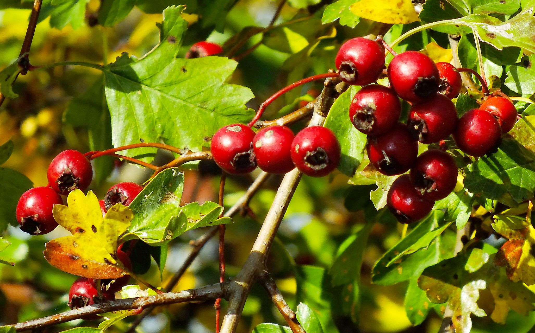 Crataegus pinnatifida fruit