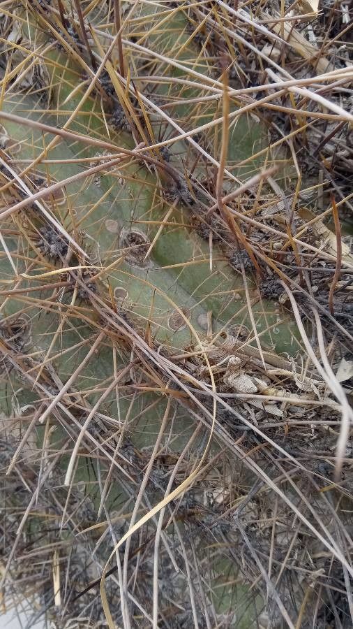 Echinopsis atacamensis bark