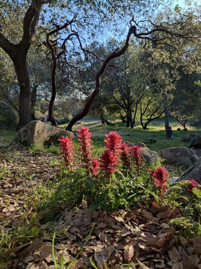 Pedicularis densiflora flower