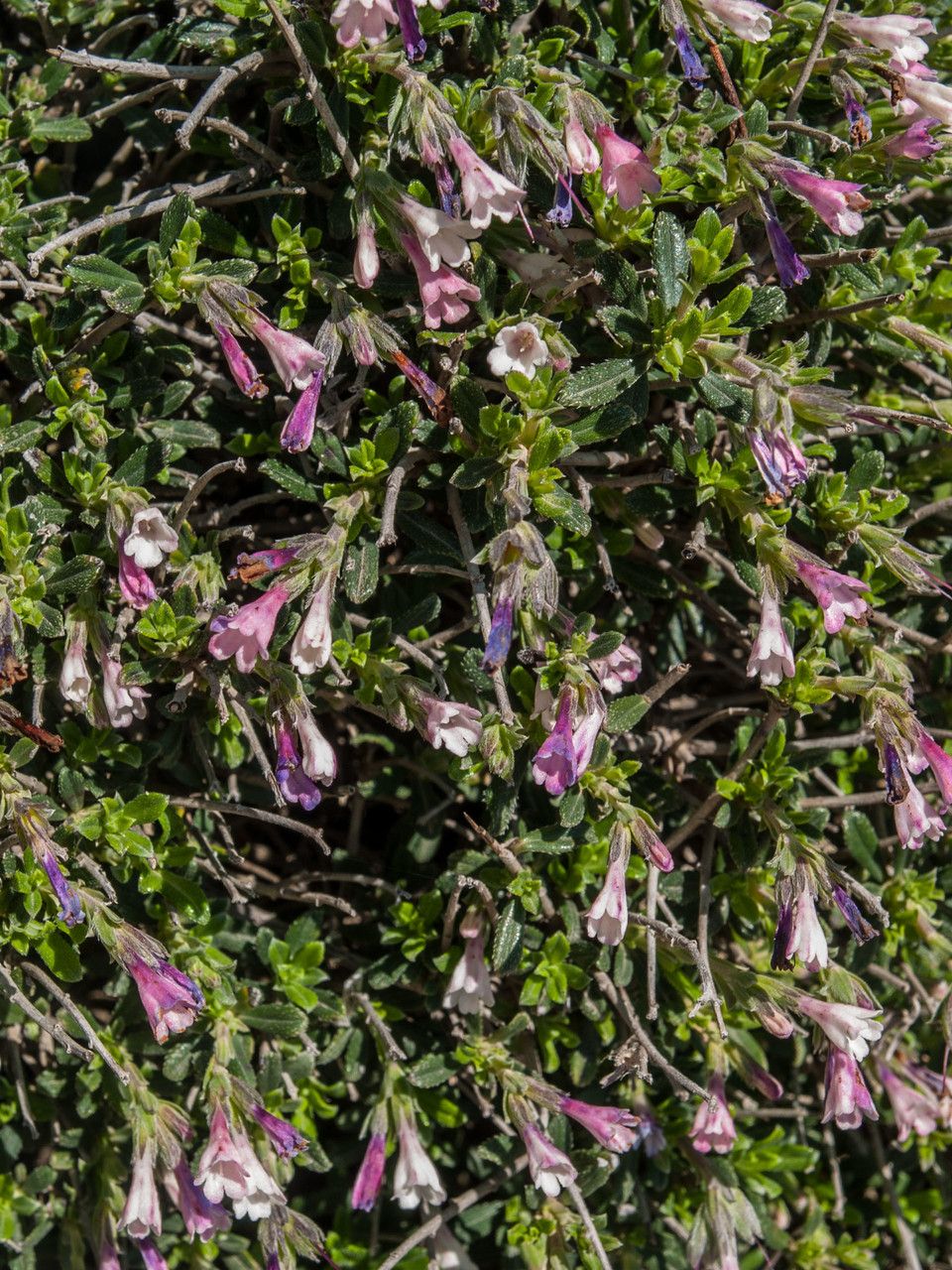 Lithodora hispidula flower