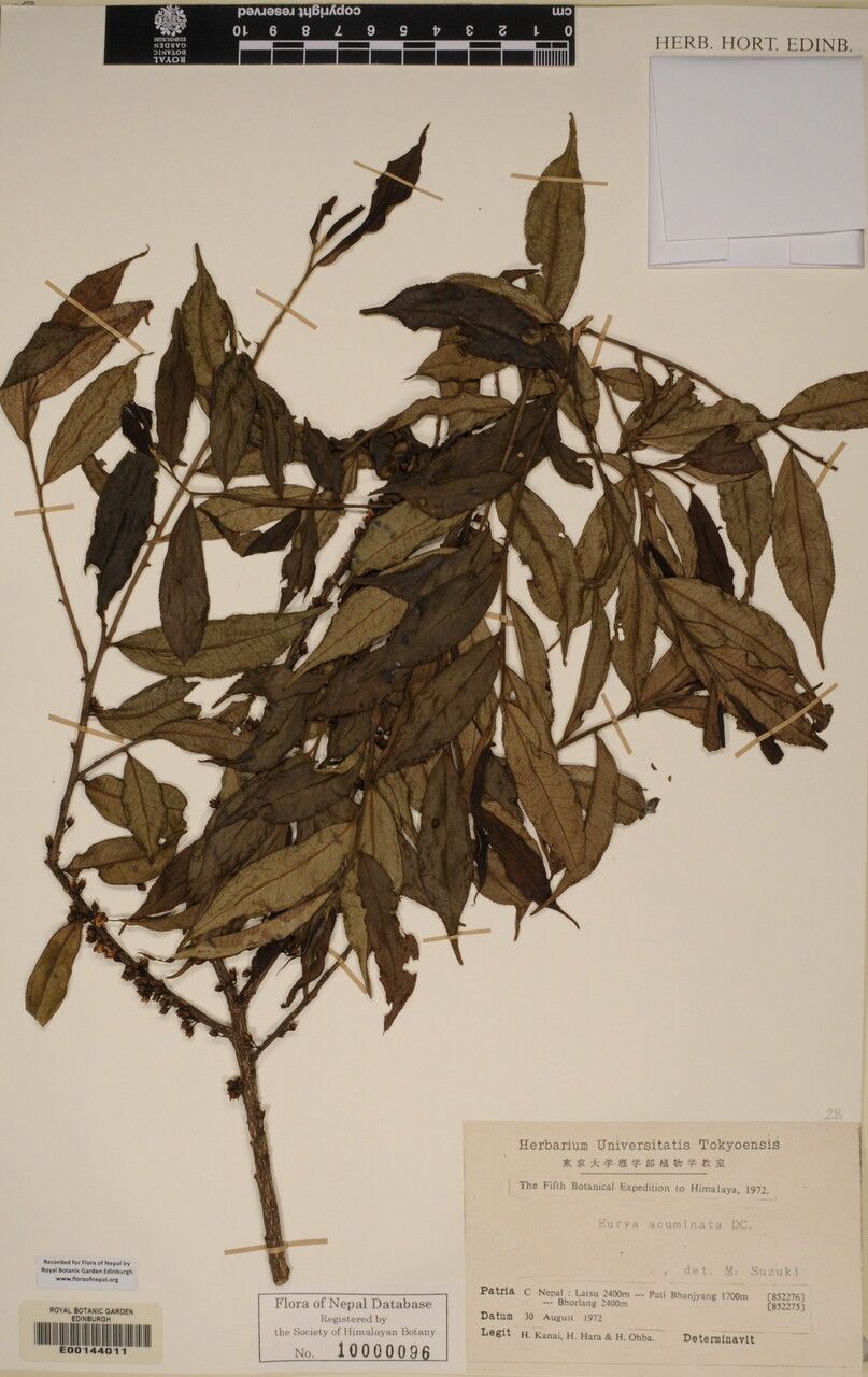 Eurya cerasifolia other
