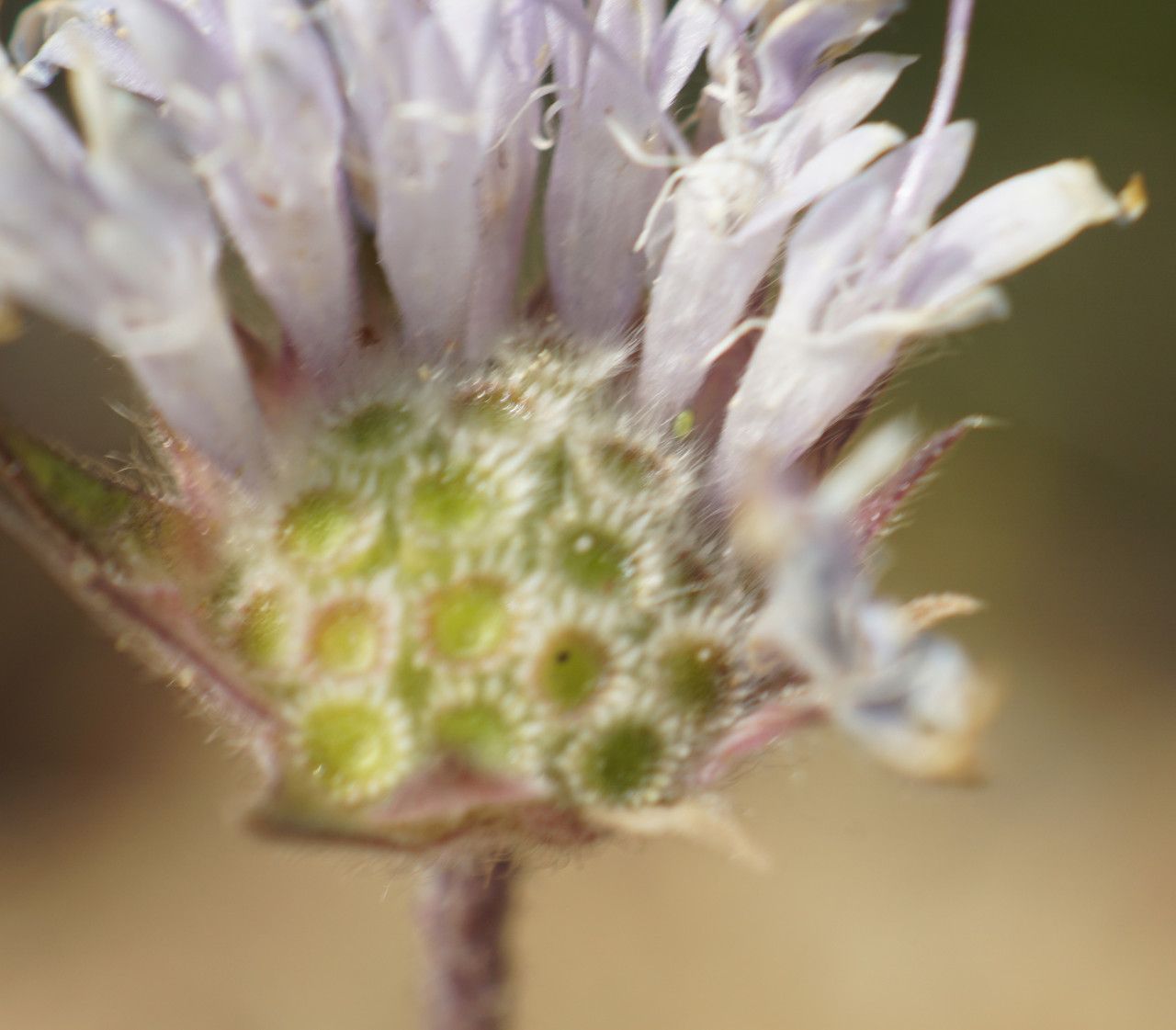 Pterocephalus plumosus fruit