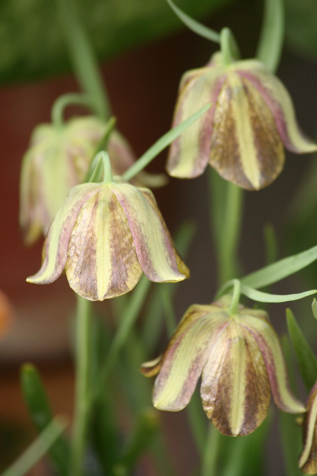 Fritillaria olivieri flower
