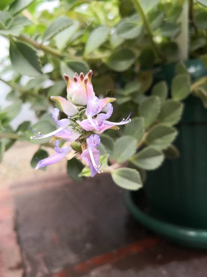 Plectranthus ornatus flower