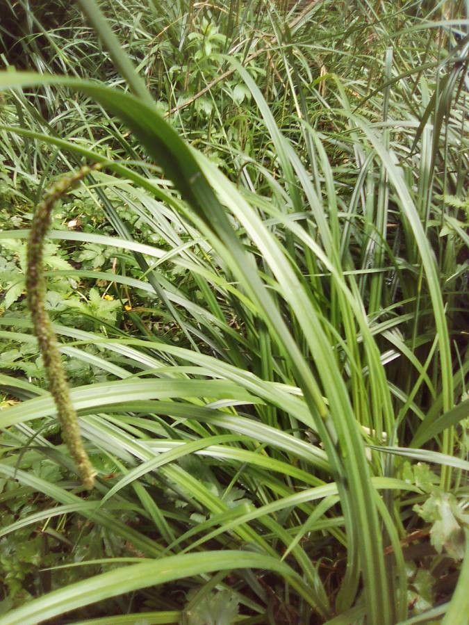 Tripsacum dactyloides leaf