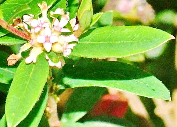 Pimelea drupacea — related species from the same genus