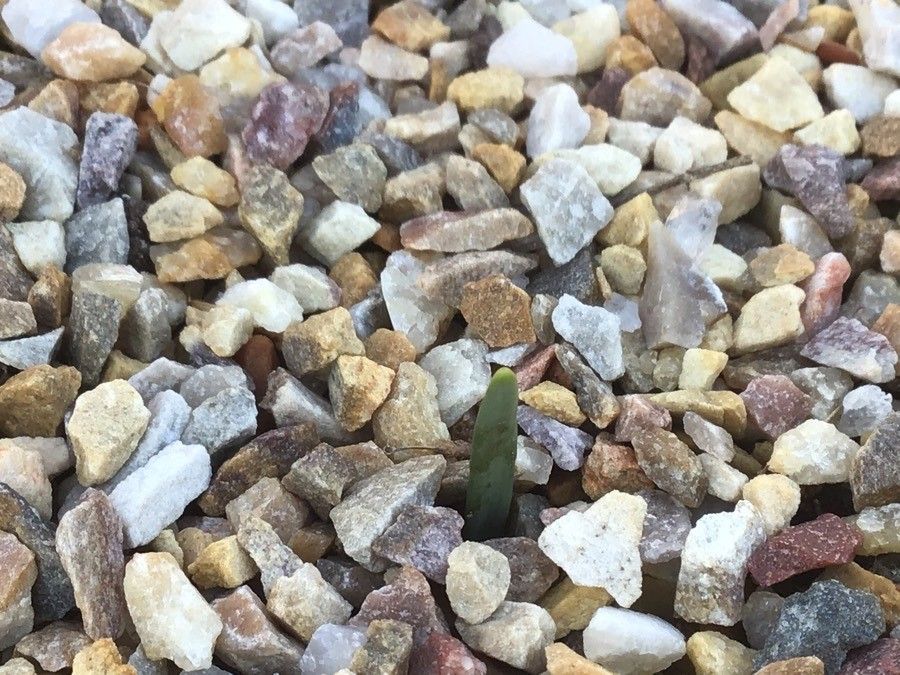 Narcissus scaberulus — search result for 'Narcissus'