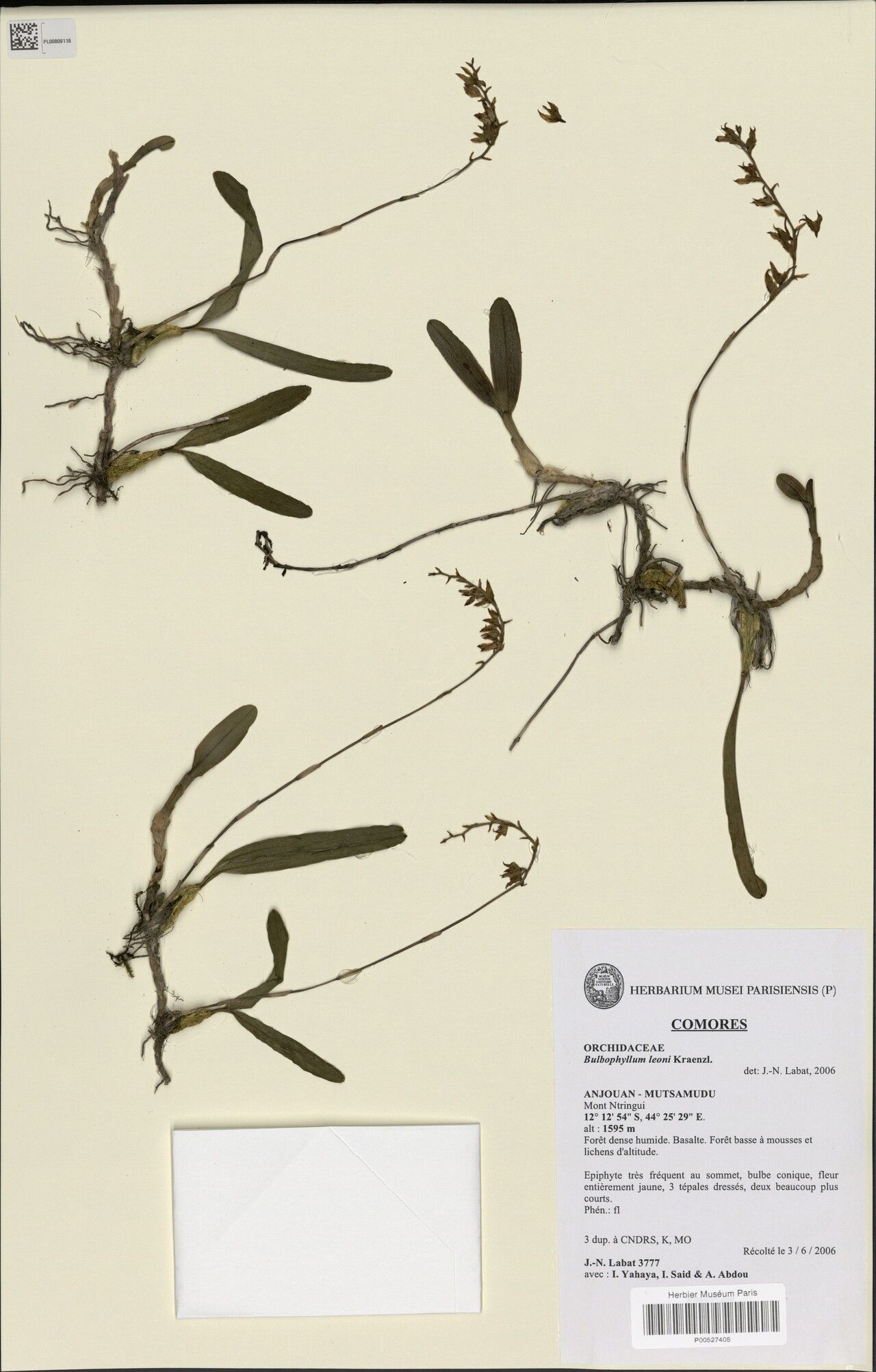 Bulbophyllum leonii — houseplant care guide