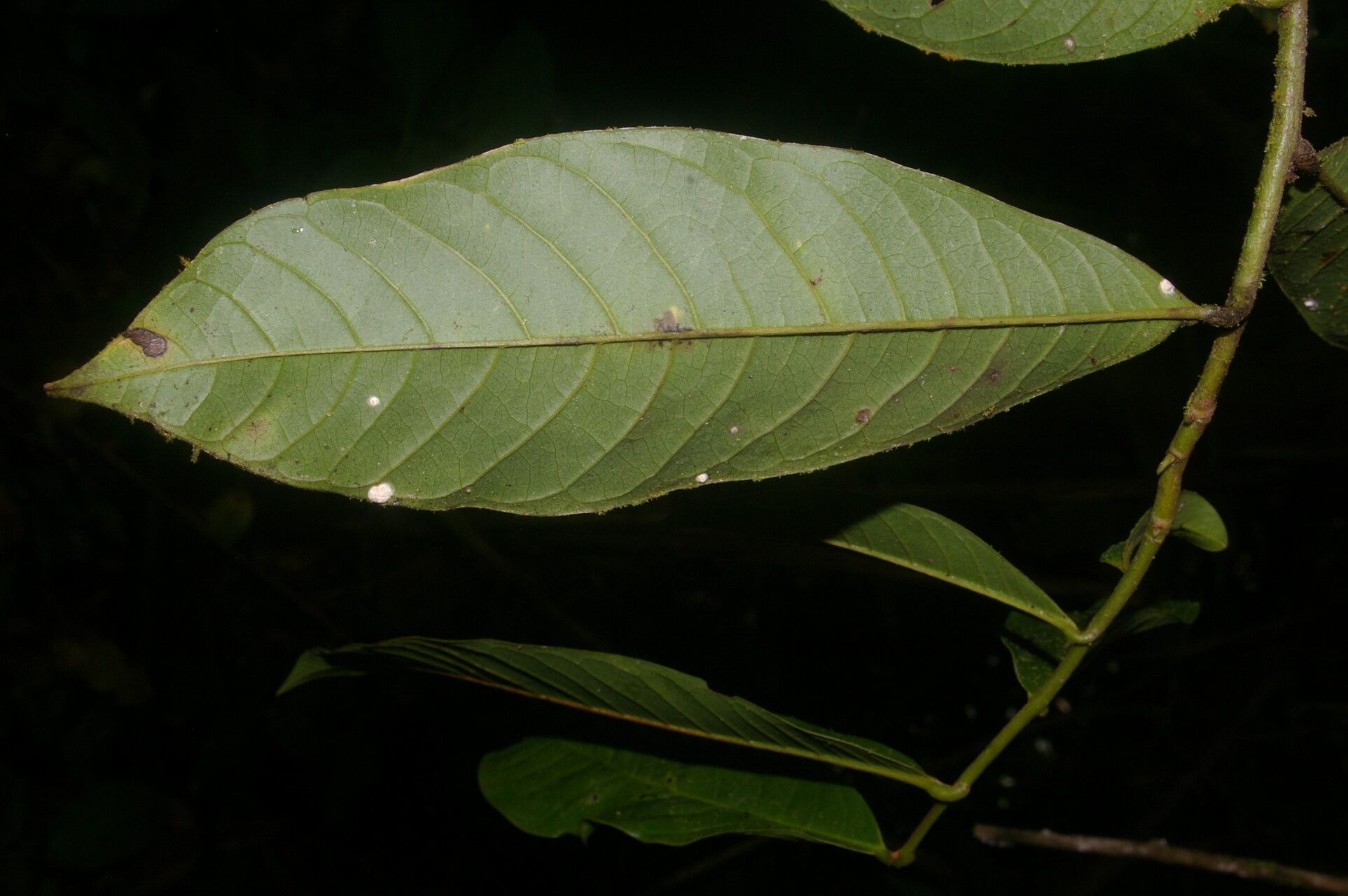 Guatteria panamensis leaf