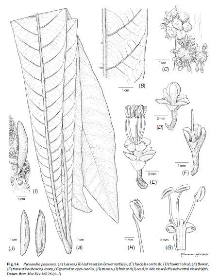 Pycnandra paniensis — houseplant care guide