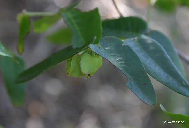 Phyllanthus pindaiensis flower