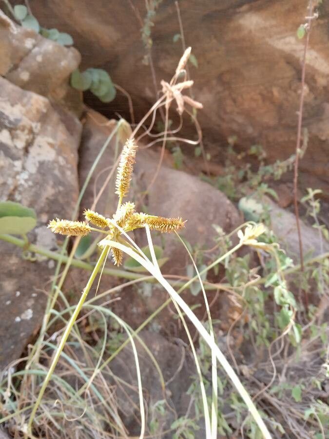 Cyperus rohlfsii flower