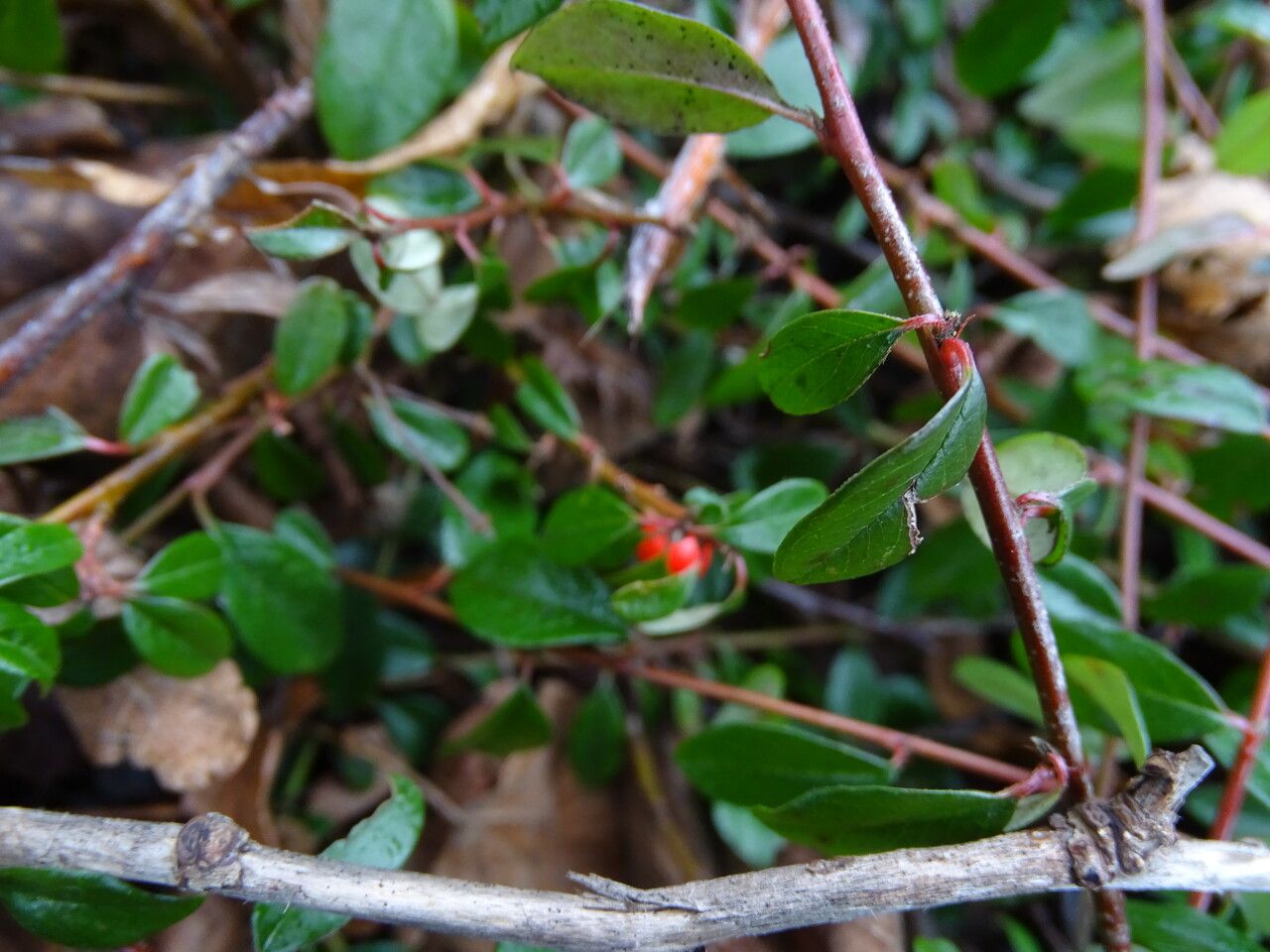 Cotoneaster × suecicus — search result for 'Cotoneaster'