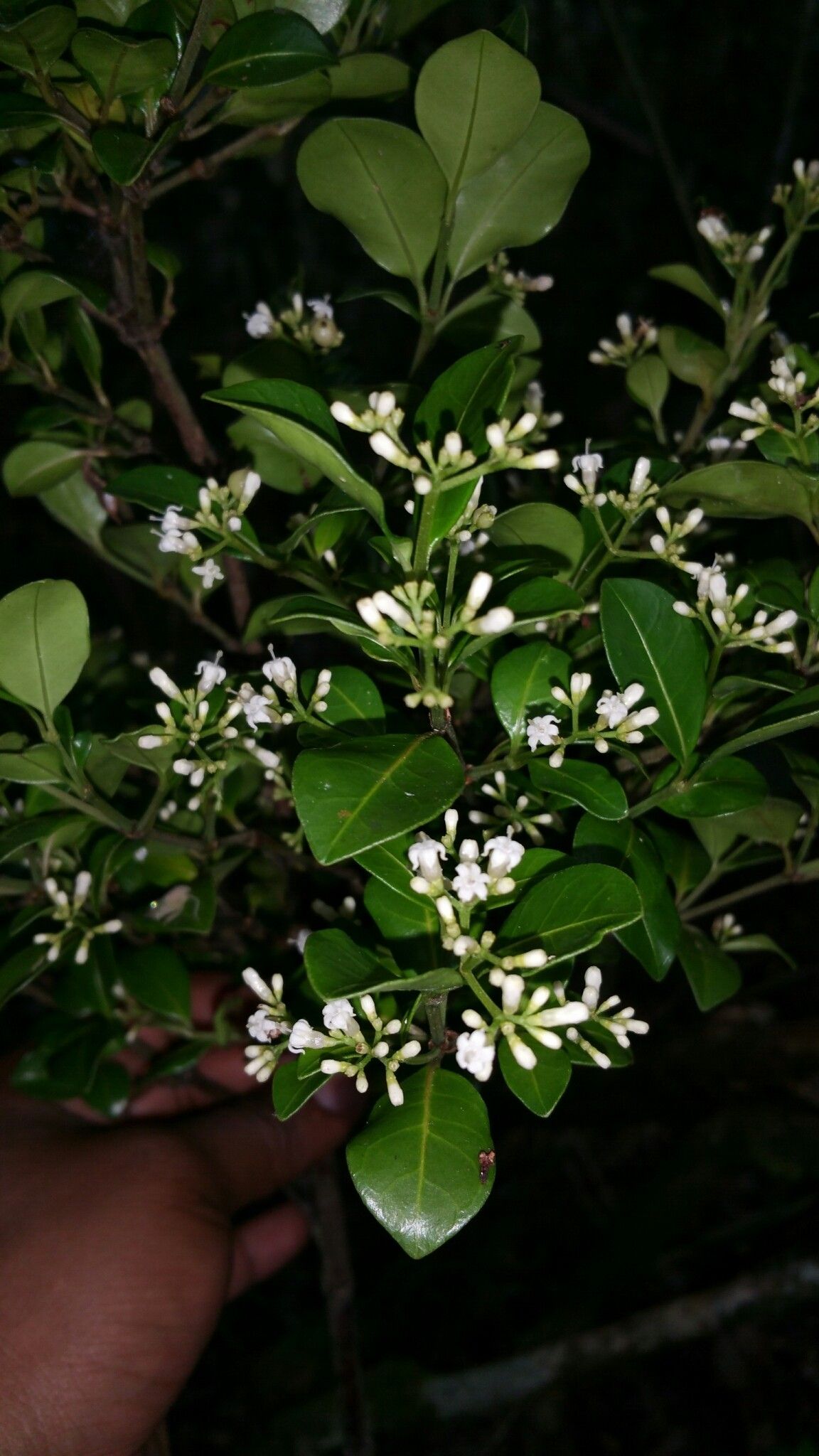 Psychotria ankafinensis flower