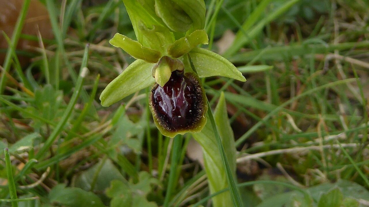 Ophrys araneola flower