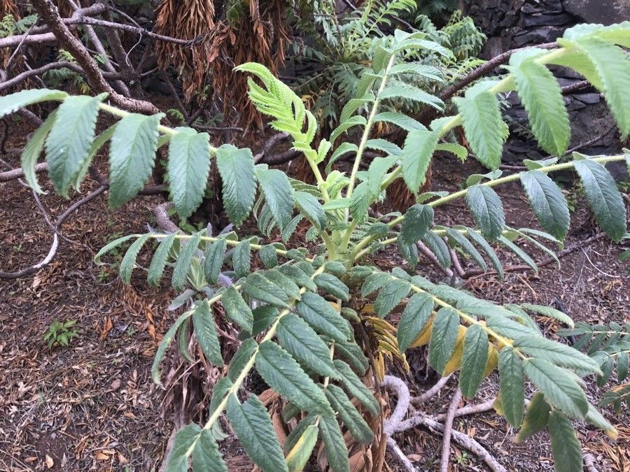 Sonchus platylepis leaf