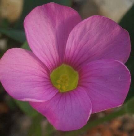 Oxalis monophylla — houseplant care guide