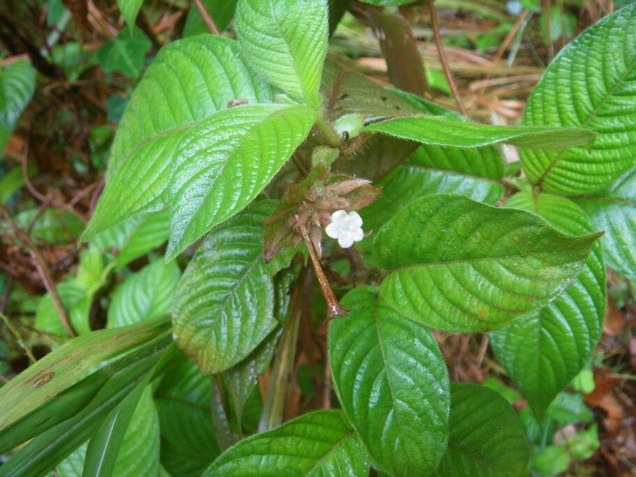 Sabicea ezangae — houseplant care guide