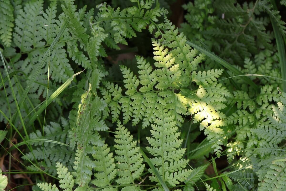 Arachniodes fargesii — houseplant care guide