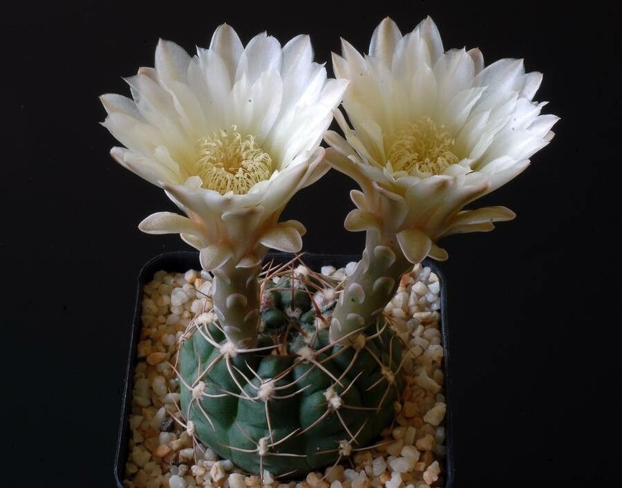 Gymnocalycium kroenleinii — search result for 'Gymnocalycium'