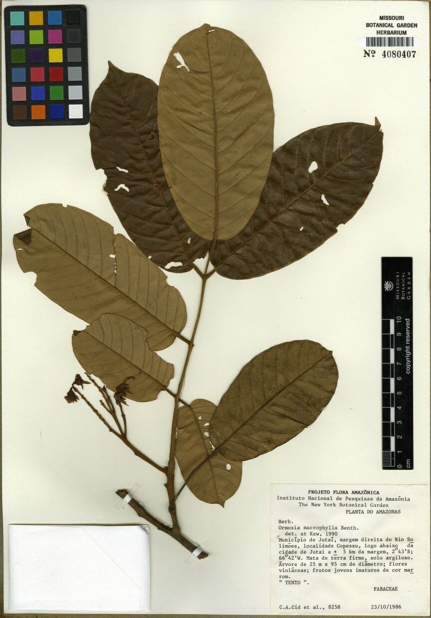 Ormosia macrophylla — houseplant care guide