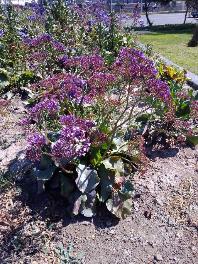 Limonium californicum flower