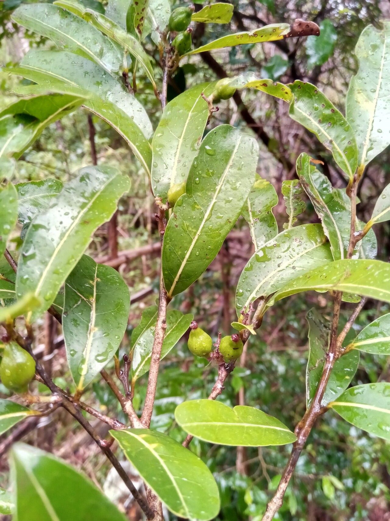 Cryptocarya pauciflora fruit