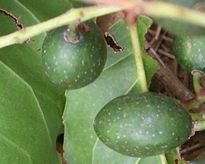 Elaeocarpus baudouinii — related species from the same genus