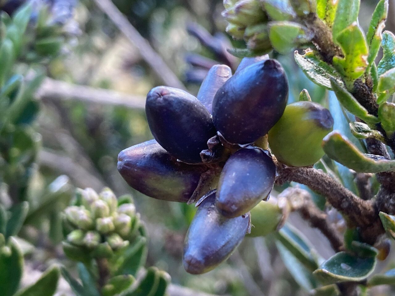 Cestrum buxifolium fruit