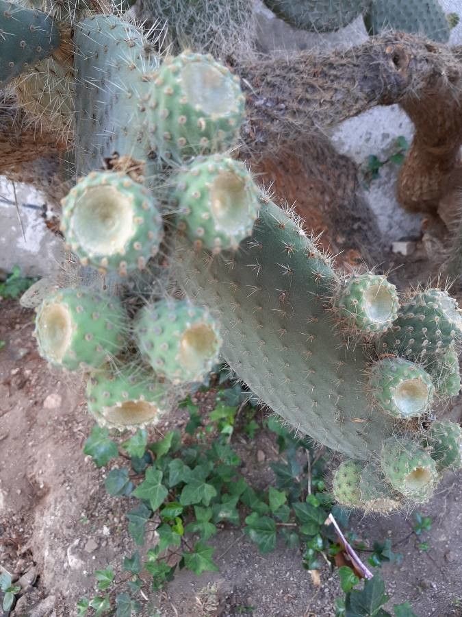 Opuntia leucotricha fruit